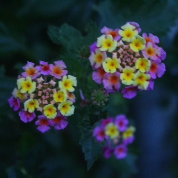 erykareed601